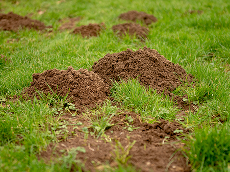 mole damage on lawn