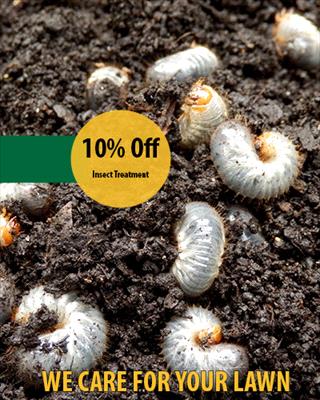 10% Off Insect Treatment