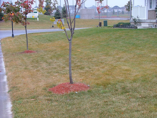 Rust Lawn Disease