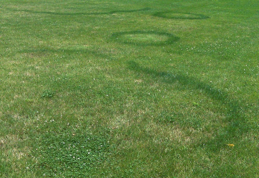 Fairy Ring Disease
