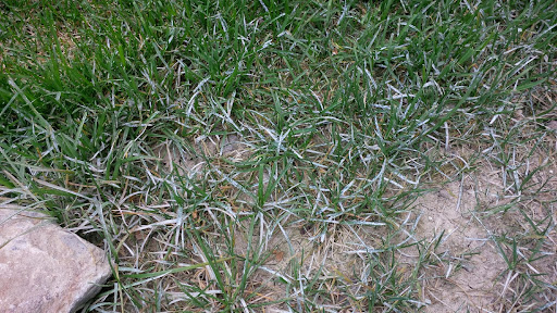 Powdery Mildew
