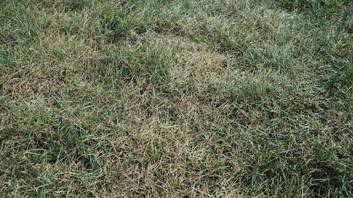 Leaf Spot Disease