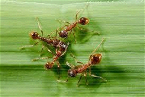 fire ants