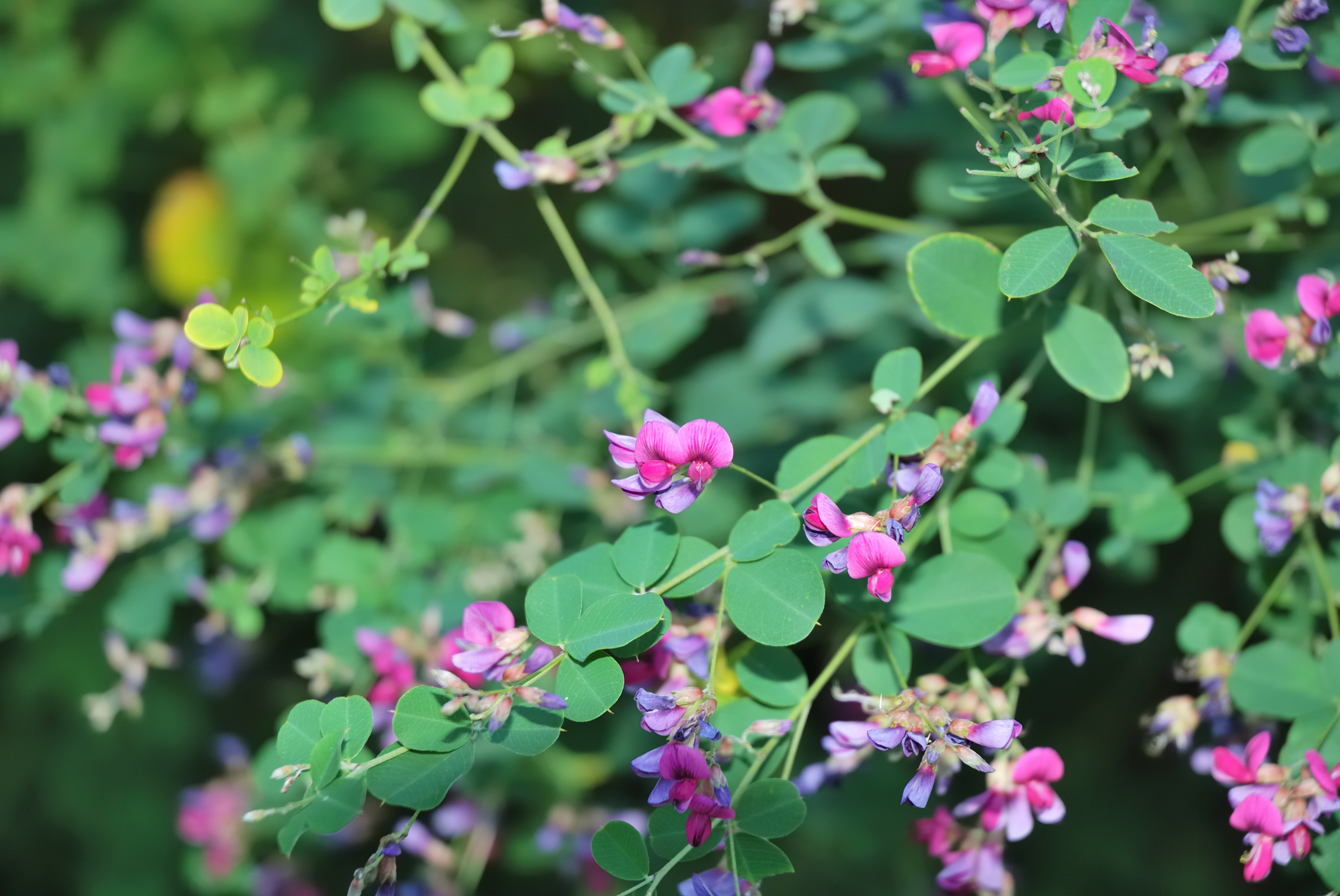 Lespedeza southern weed