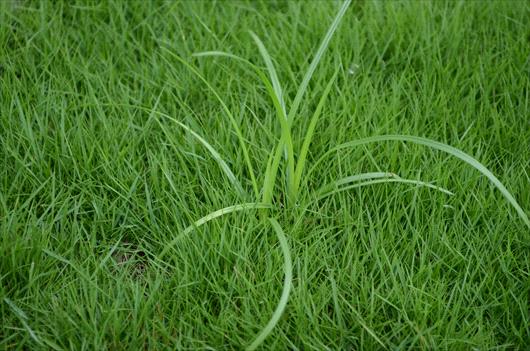 Common weeds in Southern lawns