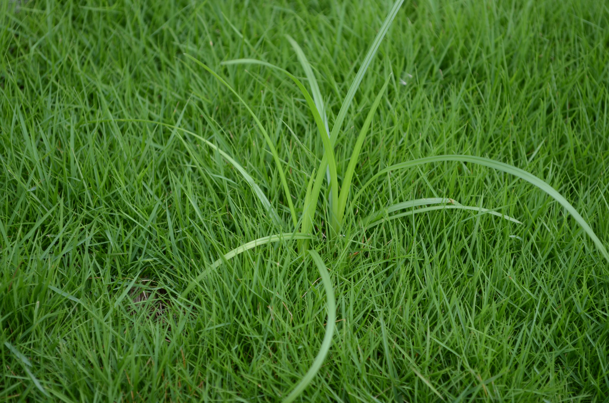 Nutsedge Weed