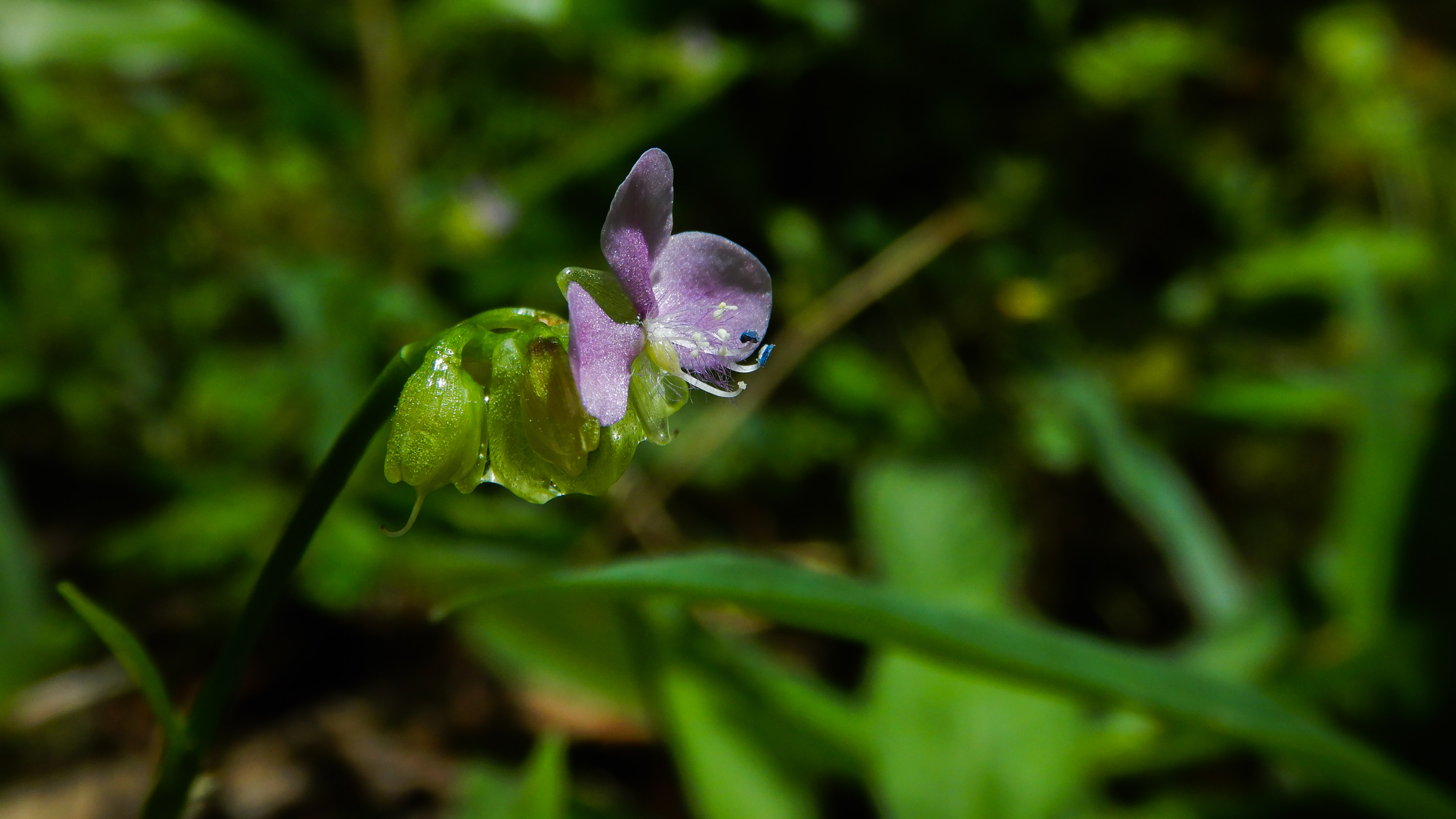 Doveweed in lawn