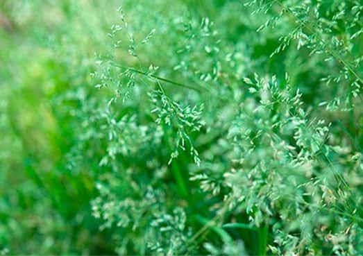 Poa-Annua Bluegrass weed