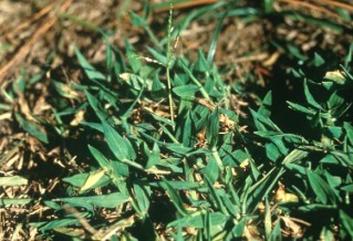 Blanket Crabgrass