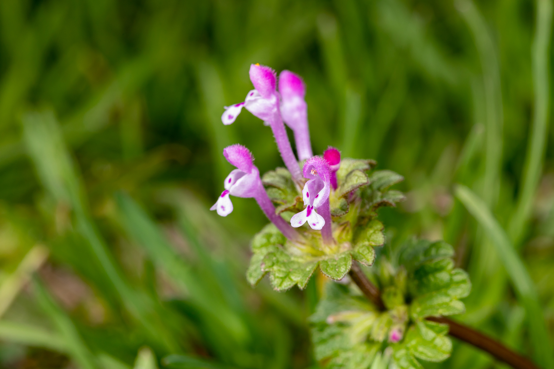 Henbit Weed